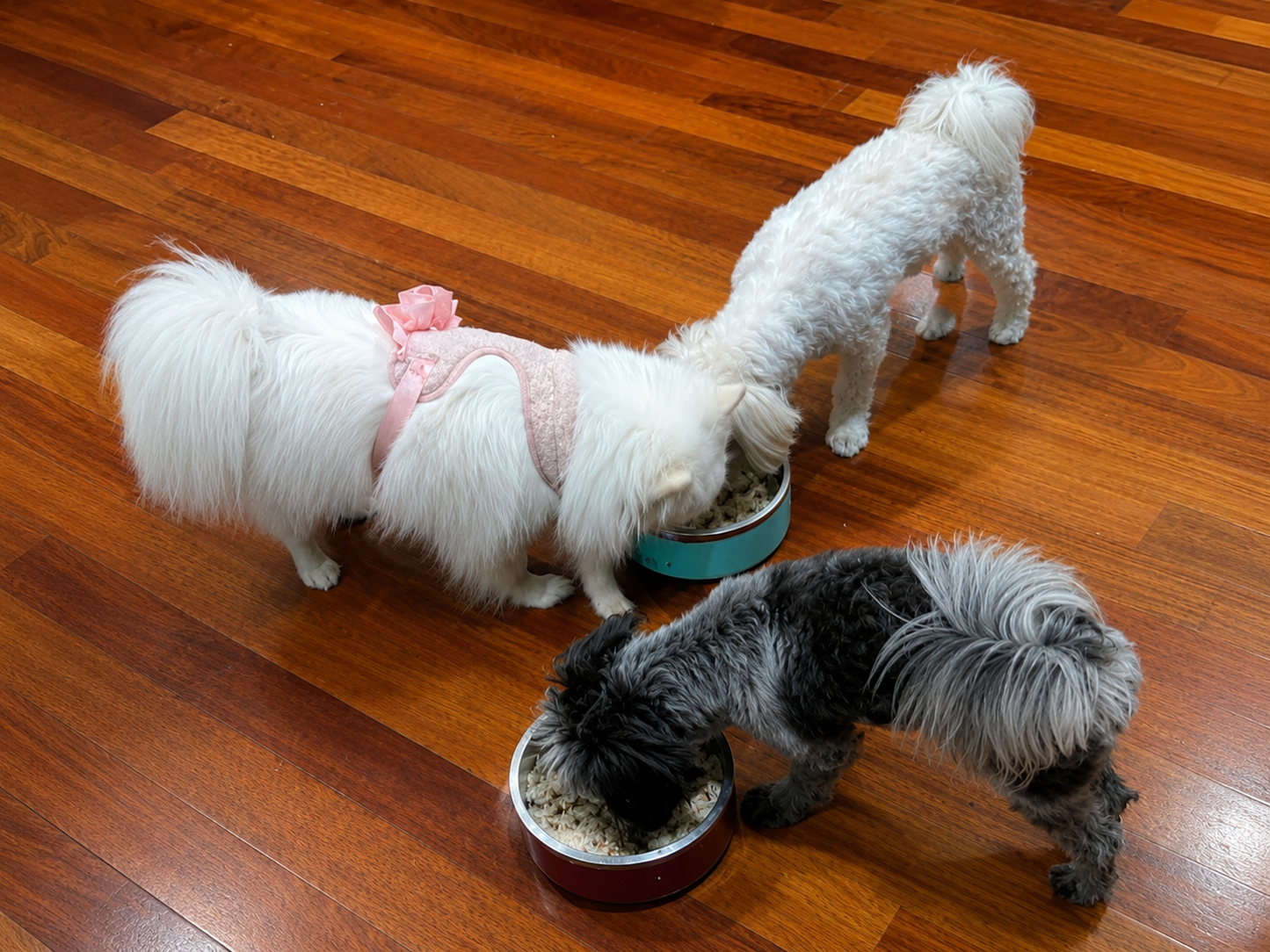 Feeding & Check-Ins