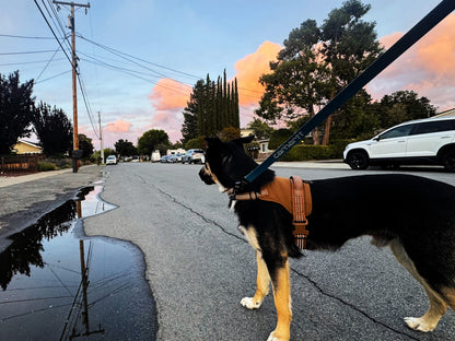 Dog Walking