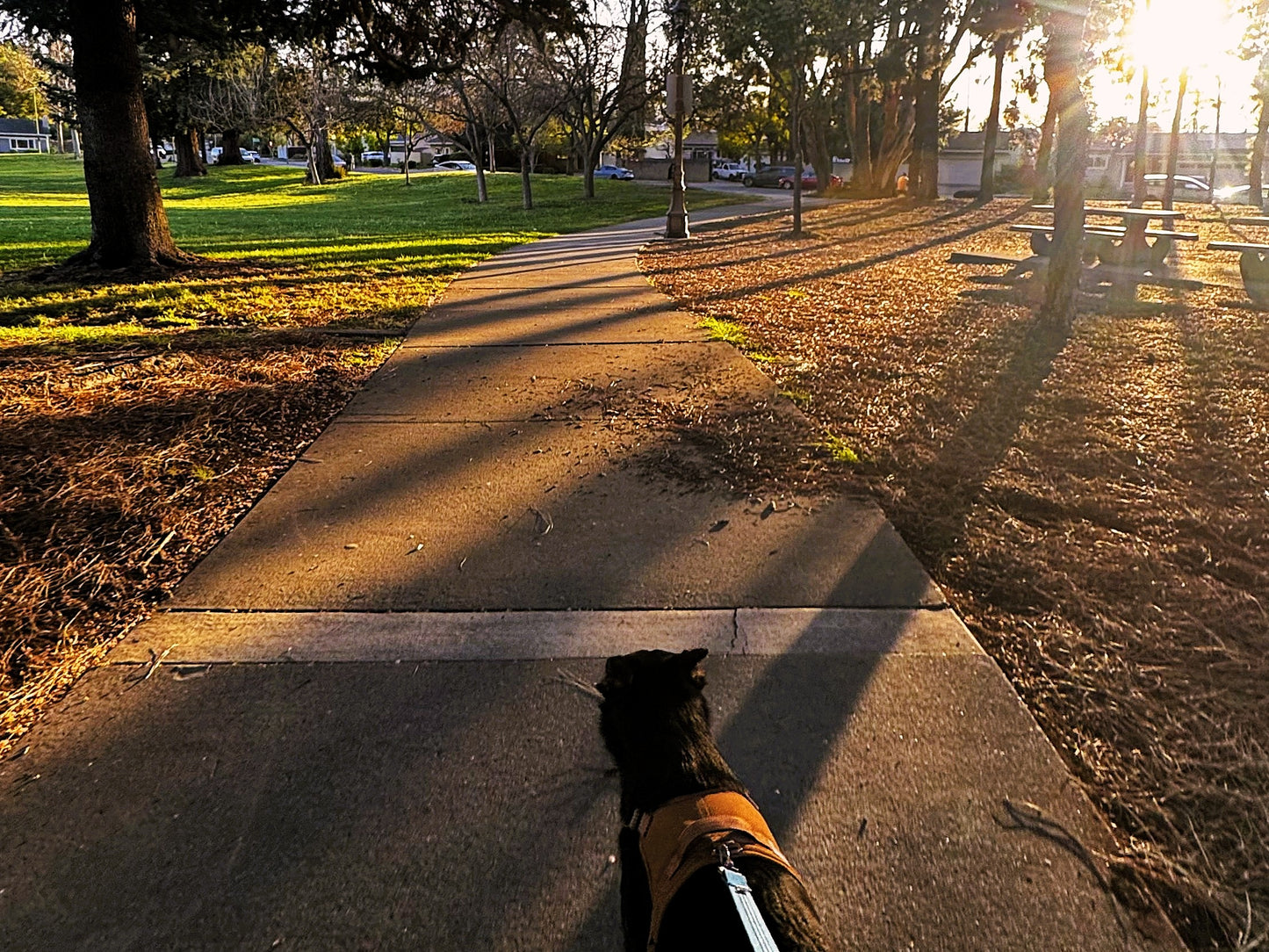 Dog Walking